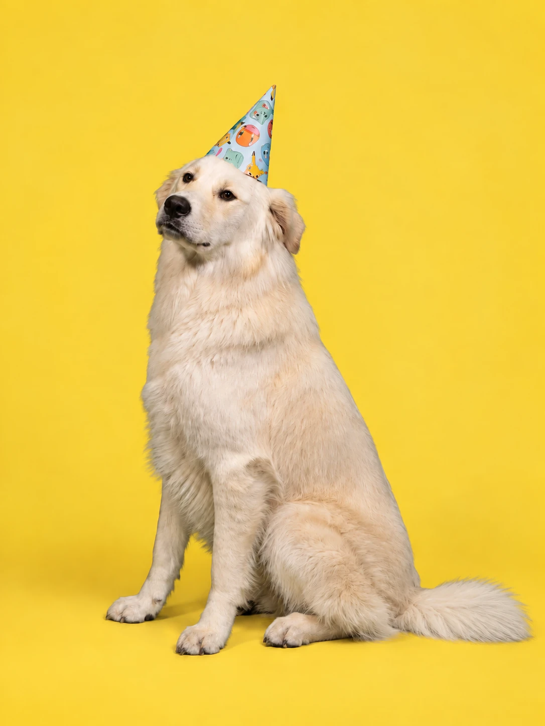 Ducky, a golden retriever and Samoyed mix, wearing a party hat on a yellow background
