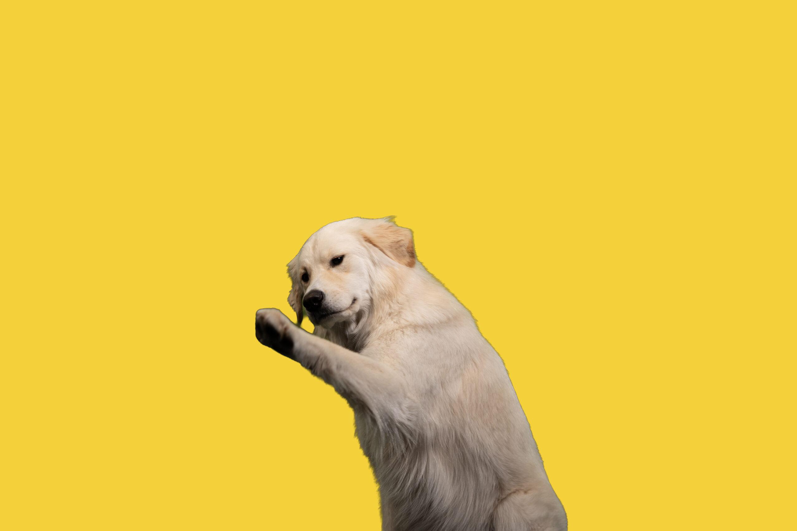 Ducky reaching a paw toward the camera on a yellow background.