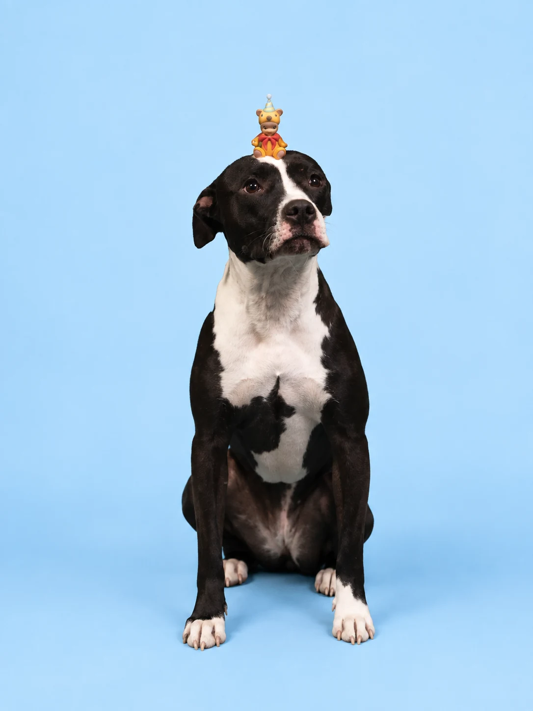 Juniper balancing a treat on her head on a blue background