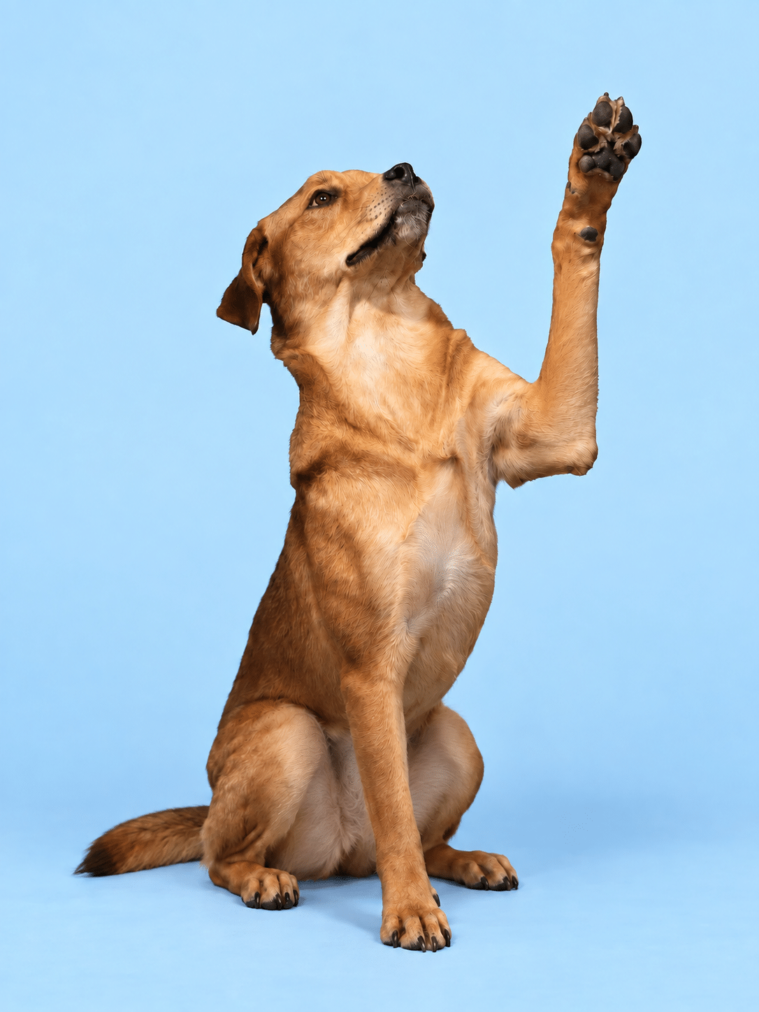 Millie raising a paw on a blue background