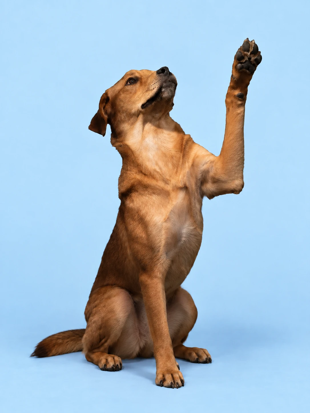 Millie raising a paw on a blue background